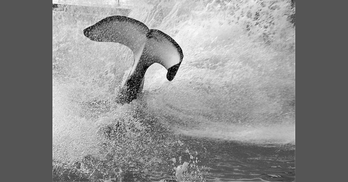 Wie Moby Dick mich zum Schweigen brachte